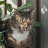 xPatar